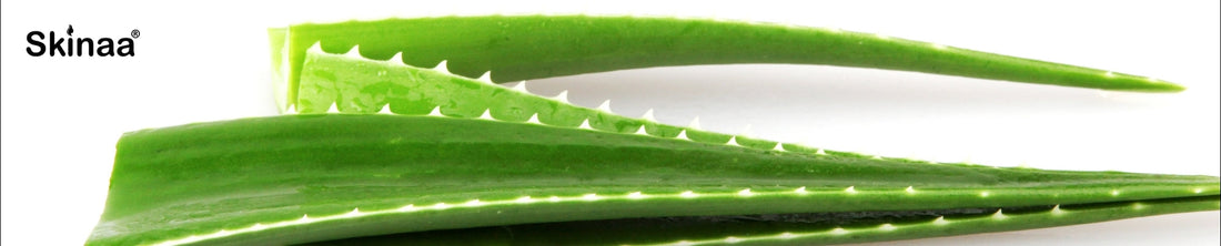 What Are the Benefits of Aloe Vera?